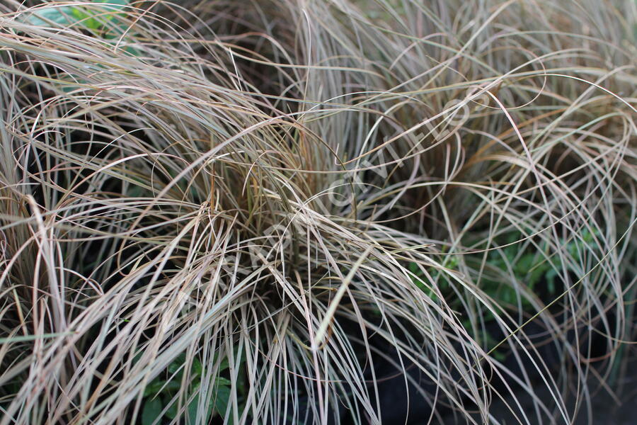 Ostřice chocholatá 'Rosaly' - Carex comans 'Rosaly'