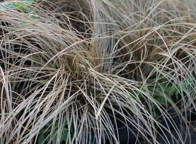 Ostřice chocholatá 'Rosaly' - Carex comans 'Rosaly'