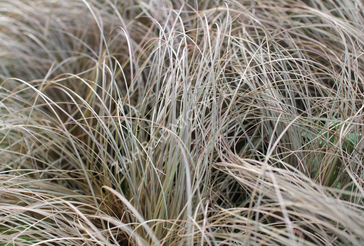 Ostřice chocholatá 'Rosaly' - Carex comans 'Rosaly'