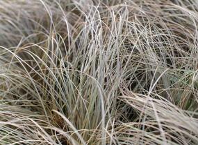 Ostřice chocholatá 'Rosaly' - Carex comans 'Rosaly'
