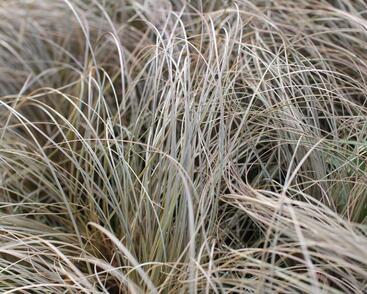 Ostřice chocholatá 'Rosaly'