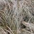 Carex comans 'Rosaly'.JPG
