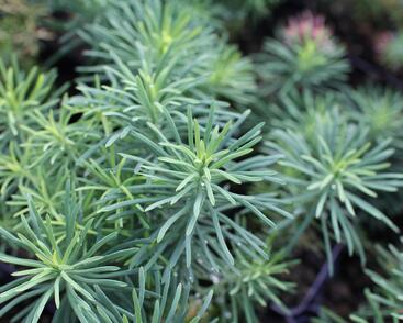 Pryšec chvojka 'Tall Boy'