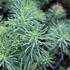 Euphorbia cyparissias 'Tall Boy'.JPG