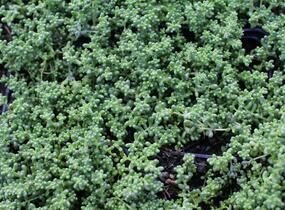 Rozchodník bílý 'Micranthum Chloroficum' - Sedum album 'Micranthum Chloroficum'