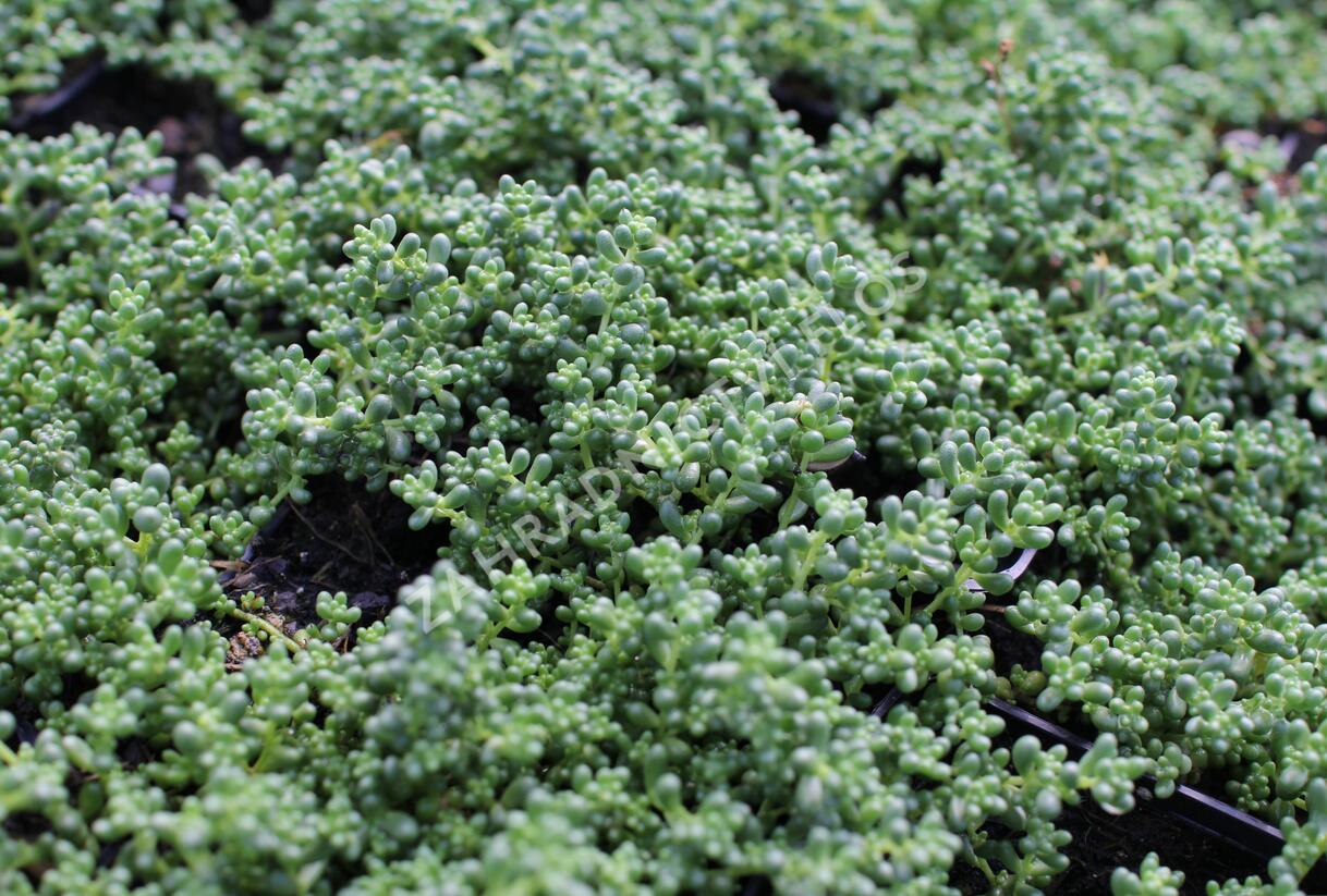 Rozchodník bílý 'Micranthum Chloroficum' - Sedum album 'Micranthum Chloroficum'