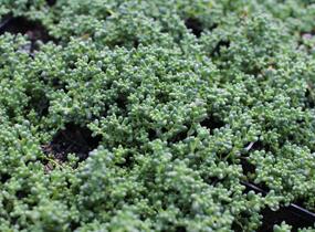 Rozchodník bílý 'Micranthum Chloroficum' - Sedum album 'Micranthum Chloroficum'