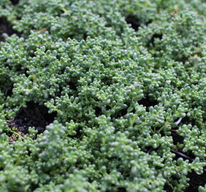 Rozchodník bílý 'Micranthum Chloroficum' - Sedum album 'Micranthum Chloroficum'