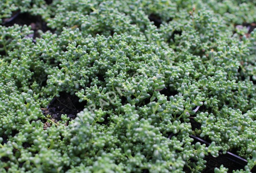 Rozchodník bílý 'Micranthum Chloroficum' - Sedum album 'Micranthum Chloroficum'