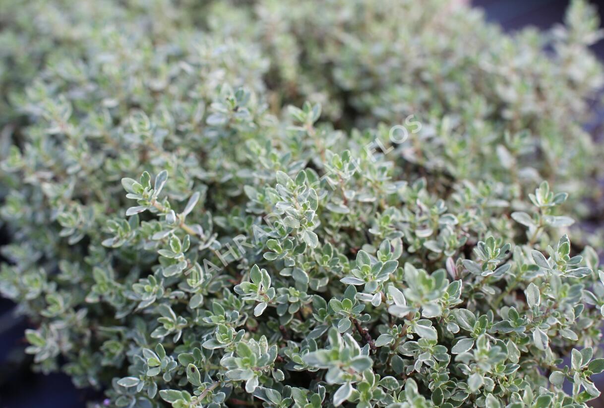 Tymián obecný 'Silver Posie' - Thymus vulgaris 'Silver Posie'