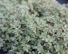 Tymián obecný 'Silver Posie'