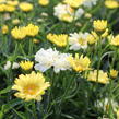 Kopretina největší 'Sweet Daisy Izabel' - Leucanthemum maximum 'Sweet Daisy Izabel'