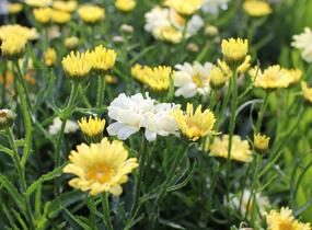 Kopretina největší 'Sweet Daisy Izabel' - Leucanthemum maximum 'Sweet Daisy Izabel'