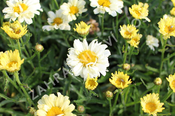 Kopretina největší 'Sweet Daisy Izabel' - Leucanthemum maximum 'Sweet Daisy Izabel'