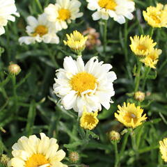 Kopretina největší 'Sweet Daisy Izabel' - Leucanthemum maximum 'Sweet Daisy Izabel'