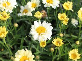 Kopretina největší 'Sweet Daisy Izabel' - Leucanthemum maximum 'Sweet Daisy Izabel'