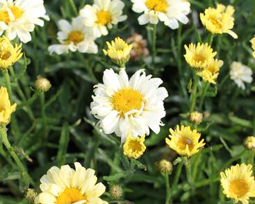 Kopretina největší 'Sweet Daisy Izabel'