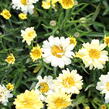 Kopretina největší 'Sweet Daisy Izabel' - Leucanthemum maximum 'Sweet Daisy Izabel'