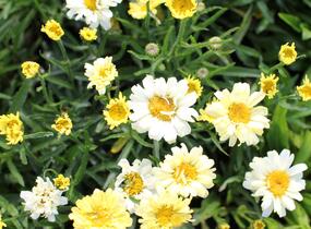 Kopretina největší 'Sweet Daisy Izabel' - Leucanthemum maximum 'Sweet Daisy Izabel'