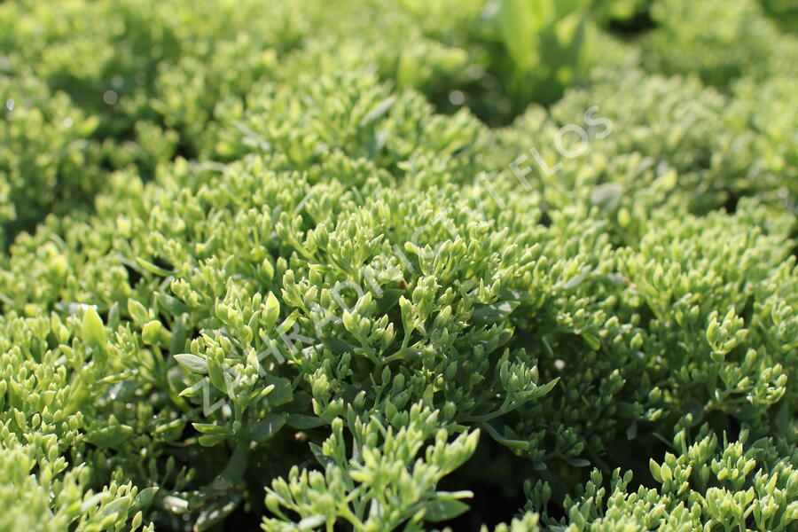 Rozchodník nachový 'Siesta Pink' - Sedum telephium 'Siesta Pink'