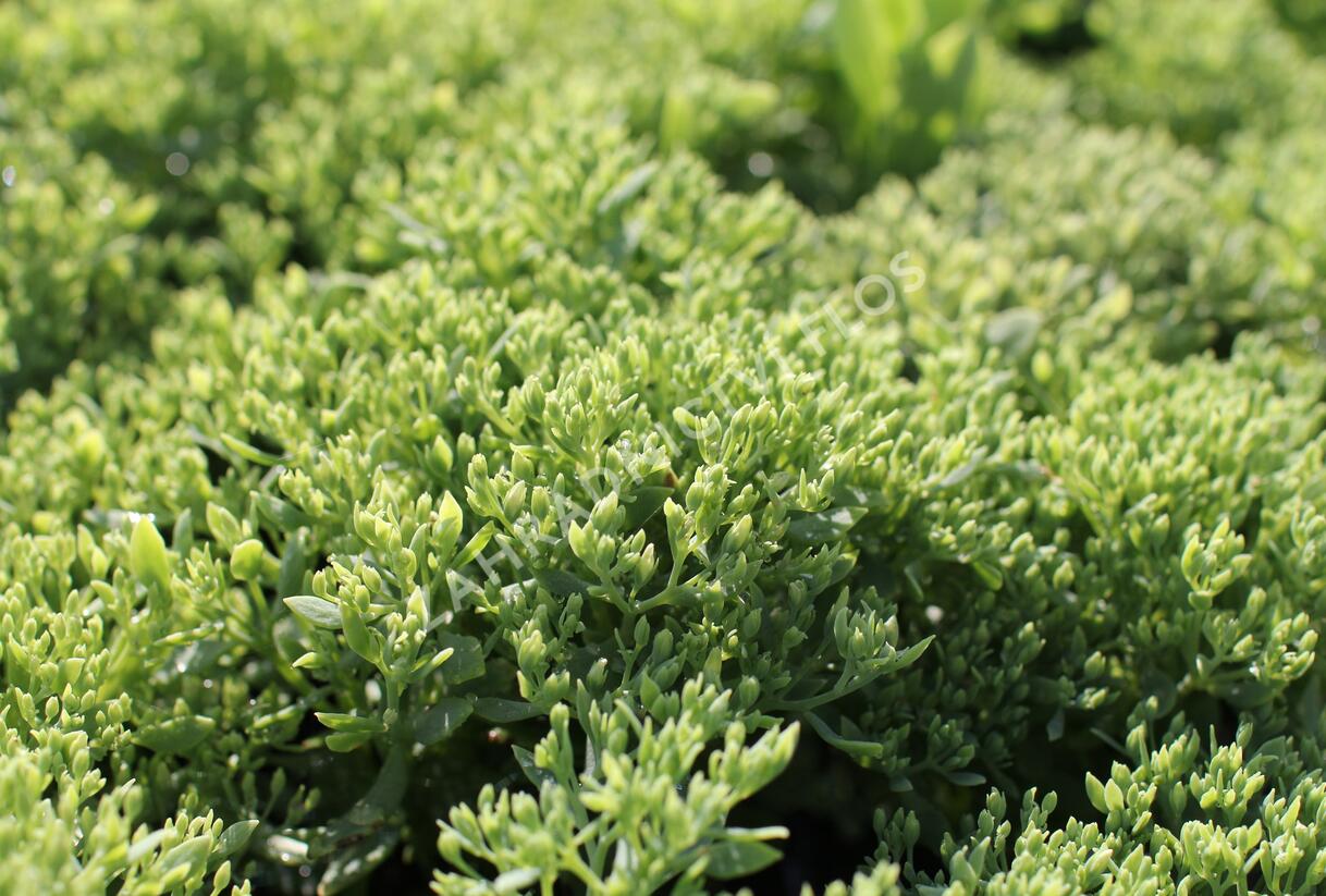 Rozchodník nachový 'Siesta Pink' - Sedum telephium 'Siesta Pink'