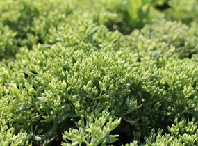 Rozchodník nachový 'Siesta Pink' - Sedum telephium 'Siesta Pink'