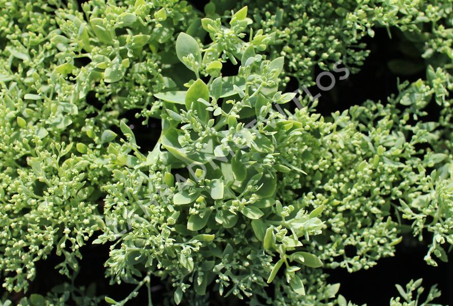 Rozchodník nachový 'Siesta Pink' - Sedum telephium 'Siesta Pink'