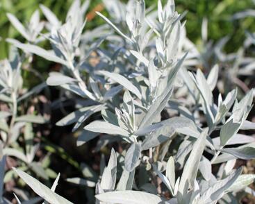 Pelyněk Ludvíkův 'Varerie Finnis'