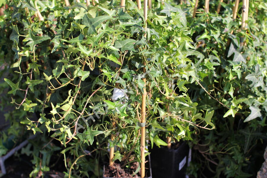 Břečťan popínavý 'Sagittaefolia' - Hedera helix 'Sagittaefolia'
