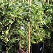 Břečťan popínavý 'Sagittaefolia' - Hedera helix 'Sagittaefolia'