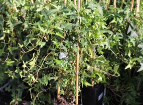 Břečťan popínavý 'Sagittaefolia' - Hedera helix 'Sagittaefolia'