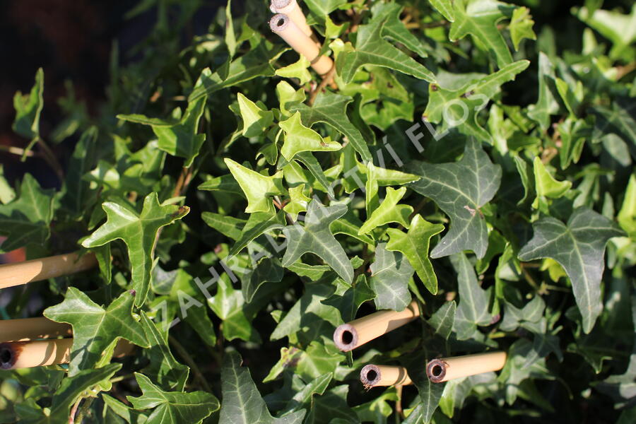 Břečťan popínavý 'Sagittaefolia' - Hedera helix 'Sagittaefolia'