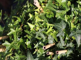 Břečťan popínavý 'Sagittaefolia' - Hedera helix 'Sagittaefolia'