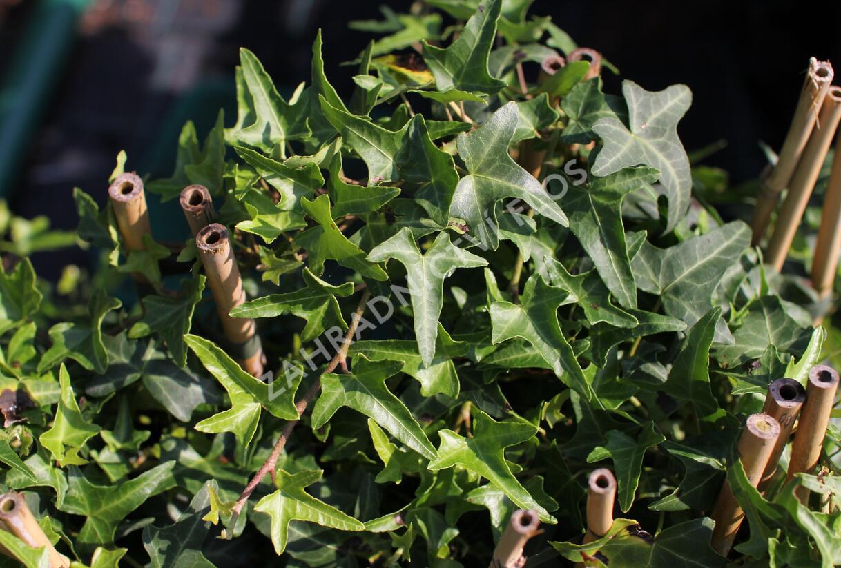 Břečťan popínavý 'Sagittaefolia' - Hedera helix 'Sagittaefolia'