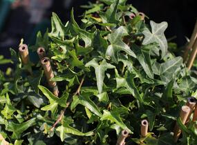 Břečťan popínavý 'Sagittaefolia' - Hedera helix 'Sagittaefolia'