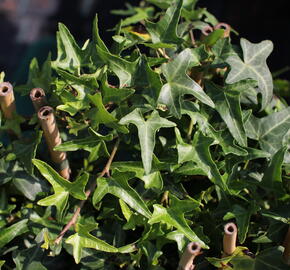 Břečťan popínavý 'Sagittaefolia' - Hedera helix 'Sagittaefolia'