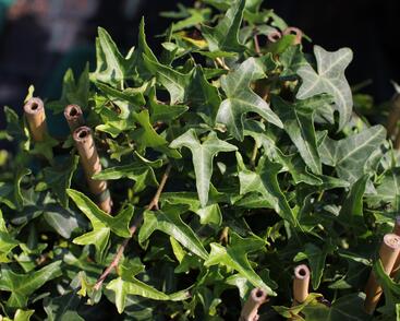 Břečťan popínavý 'Sagittaefolia'