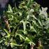 Hedera helix 'Sagittaefolia'.JPG
