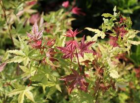 Javor dlanitolistý 'Phoenix' - Acer palmatum 'Phoenix'
