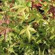 Javor dlanitolistý 'Phoenix' - Acer palmatum 'Phoenix'