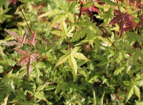 Javor dlanitolistý 'Phoenix' - Acer palmatum 'Phoenix'