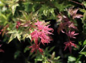 Javor dlanitolistý 'Phoenix' - Acer palmatum 'Phoenix'