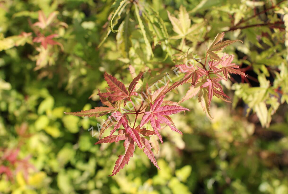 Javor dlanitolistý 'Phoenix' - Acer palmatum 'Phoenix'
