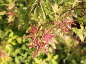 Javor dlanitolistý 'Phoenix' - Acer palmatum 'Phoenix'