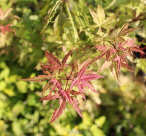 Javor dlanitolistý 'Phoenix' - Acer palmatum 'Phoenix'