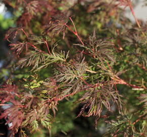 Javor dlanitolistý 'Emerald Lace' - Acer palmatum 'Emerald Lace'