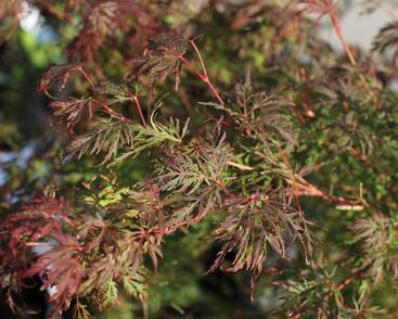 Javor dlanitolistý 'Emerald Lace'