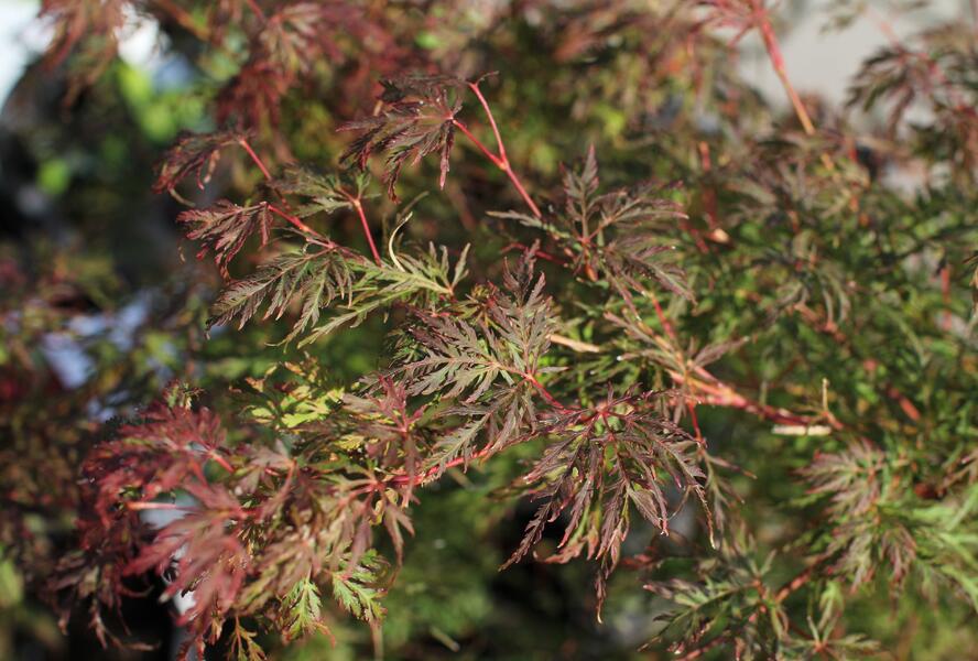 Javor dlanitolistý 'Emerald Lace' - Acer palmatum 'Emerald Lace'