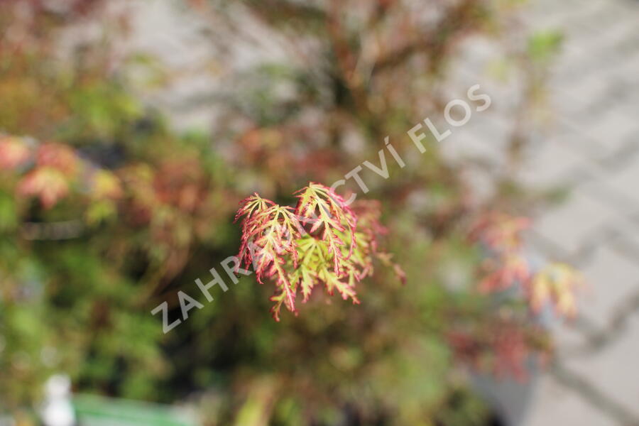 Javor dlanitolistý 'Emerald Lace' - Acer palmatum 'Emerald Lace'