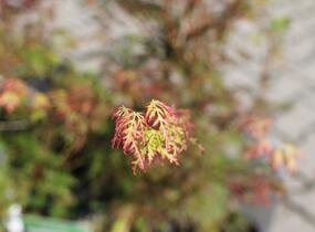 Javor dlanitolistý 'Emerald Lace' - Acer palmatum 'Emerald Lace'